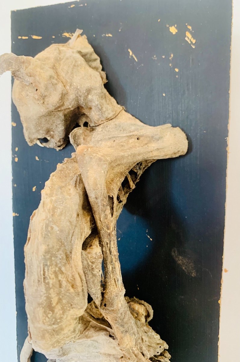 Mummified Cat-photo-1